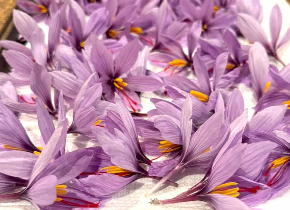 Why is Saffron So Expensive