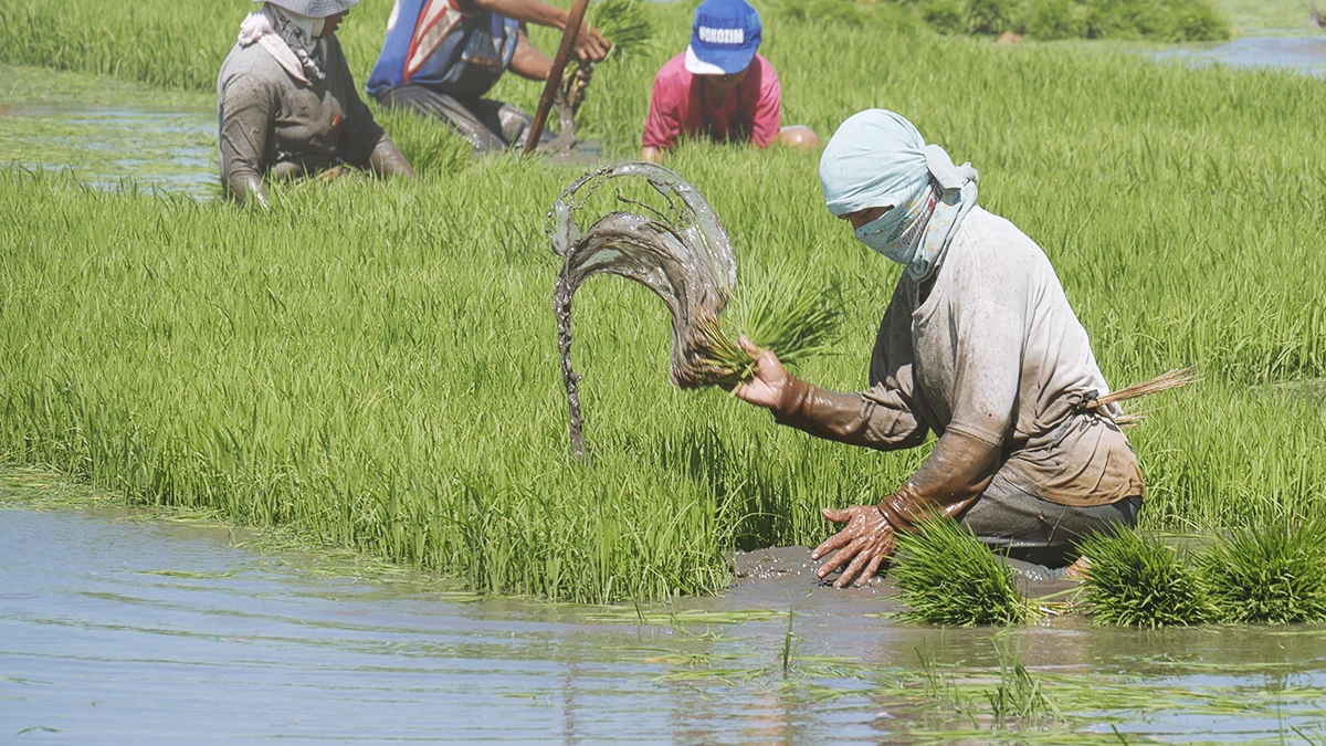 Pcic pressed to modernise operations update practices and engage with reinsurers  rein asia