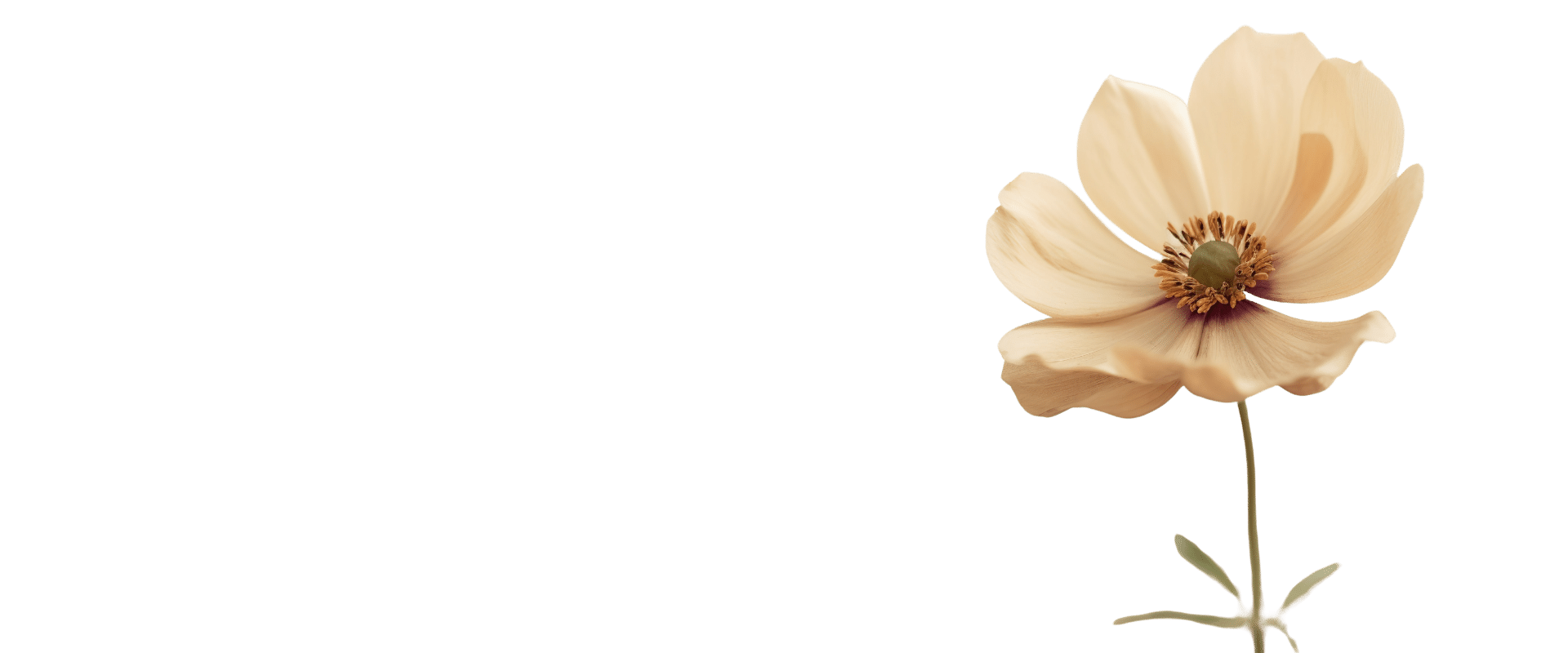 About Beauty Revival Header