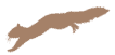 squirrel sm brown e1486245081109