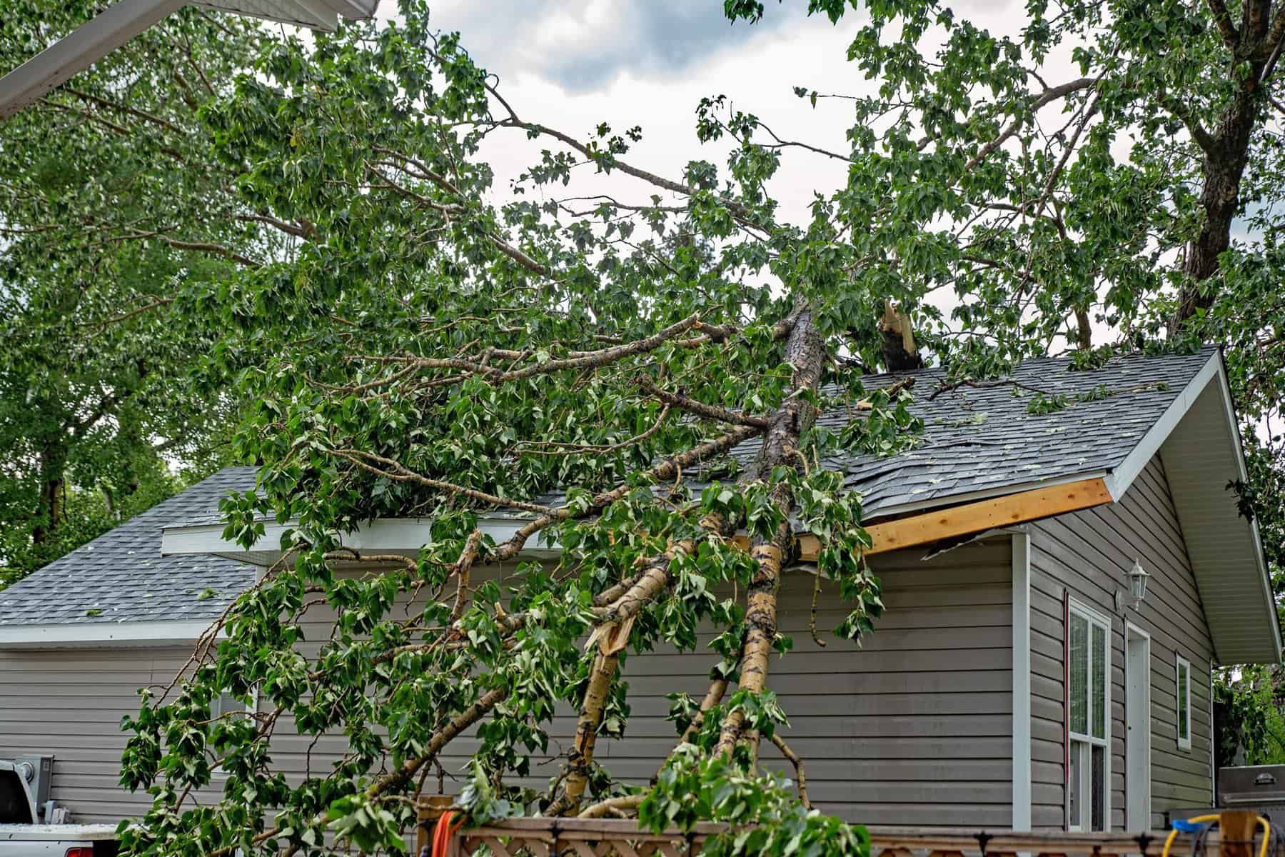 A tree is uprooted from a house and is sitting on the roof.