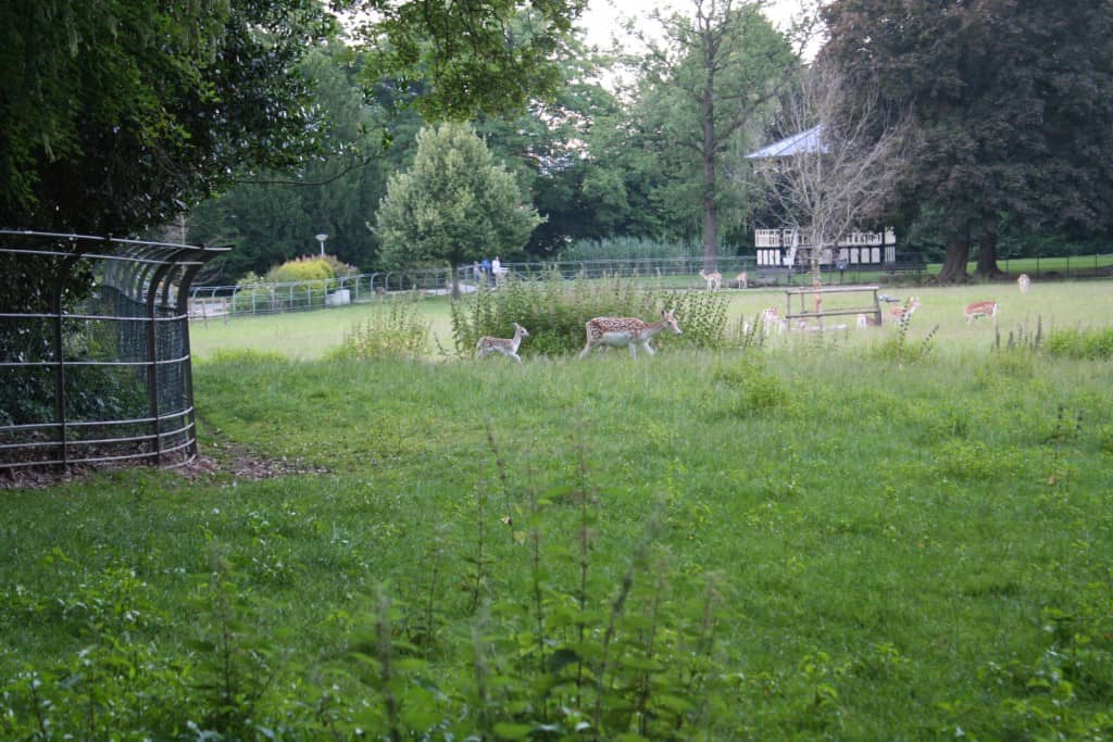 Jonge kalfjes in Ramswoerthe