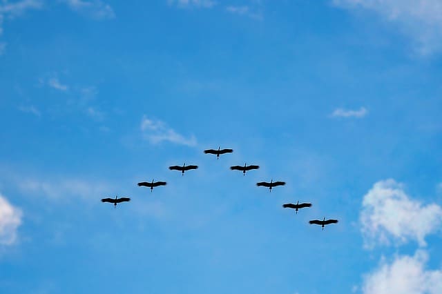 vogels