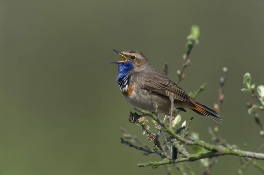 blauwborst zingend PF_1998_1475_01