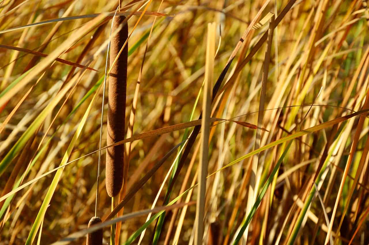riet