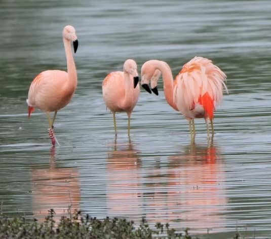 Flamingo-Zwolle---Angela-Nieuwveld-9-
