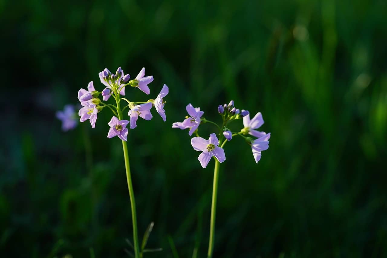 pinksterbloemen