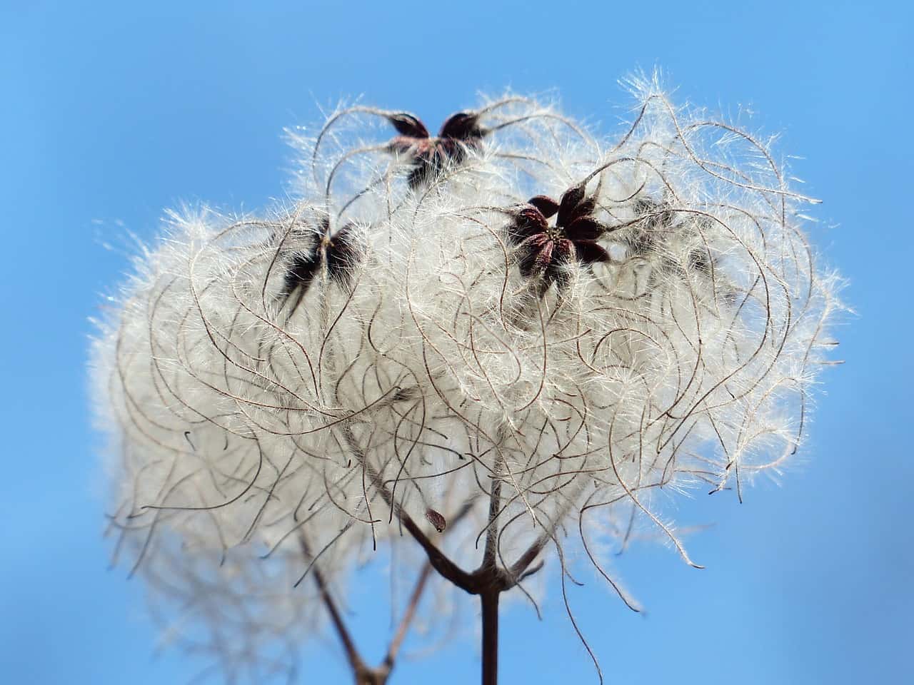wollig
