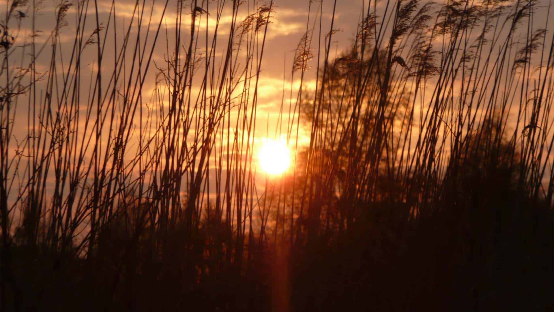 zon