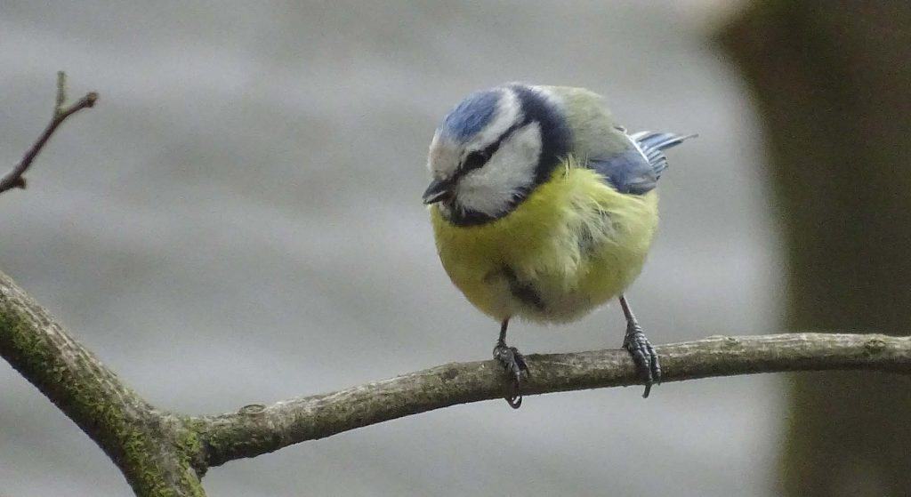Wat hoor ik daar in het park Rams Woerthe?