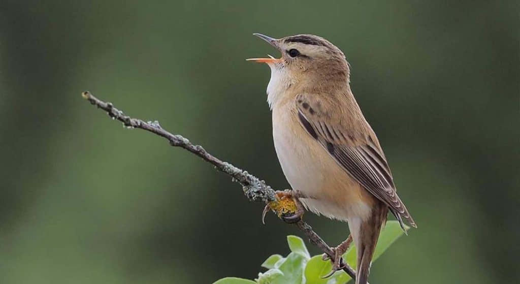Ontdek de vogels van het moeras en de rietvelden