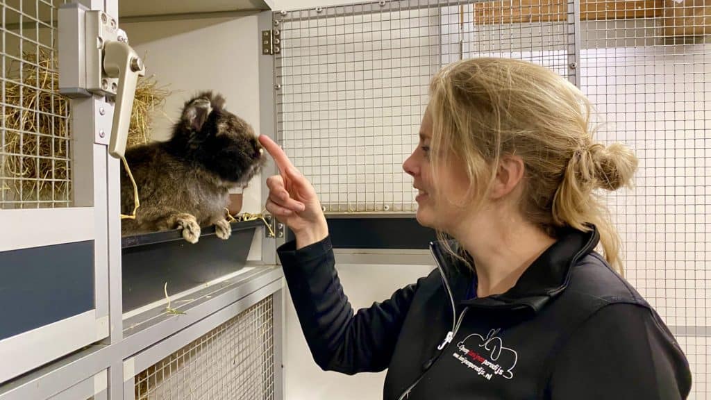 “Overal dode dieren”: Aniek uit De Blesse redt 131 konijnen uit horrorschuur