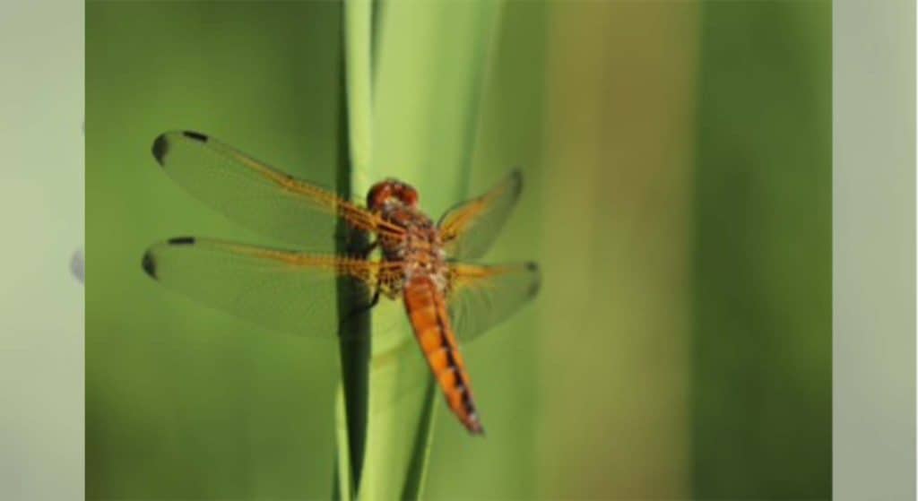 Speciale libellenexcursie voor de beginnende liefhebber