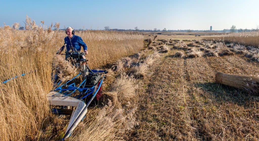 Riet uit de regio