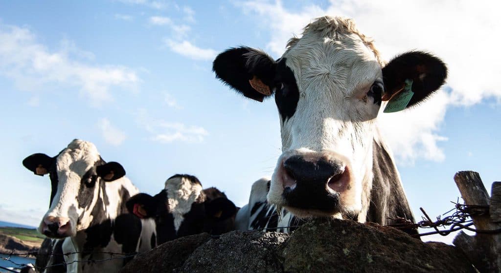 LTO: Stikstofbeleid steeds meer onrealistische kaalslag