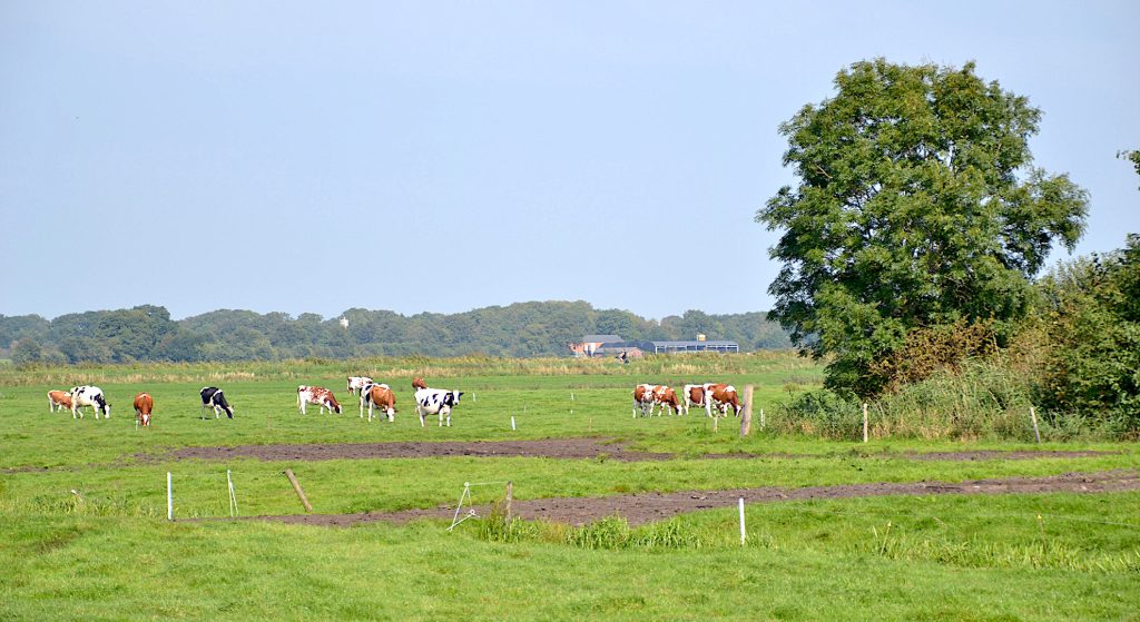 Steenwijkerland wil forse impuls voor platteland ‘Kansrijke pilots van boeren nú verzilveren’
