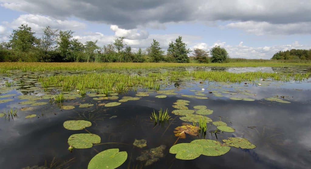 Varen door het Moeras  Weerribben