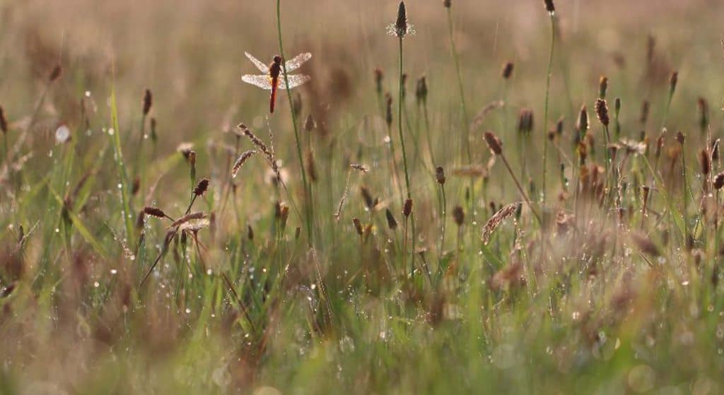 Zaterdag 27 augustus: libellenexcursie voor de beginnende liefhebber