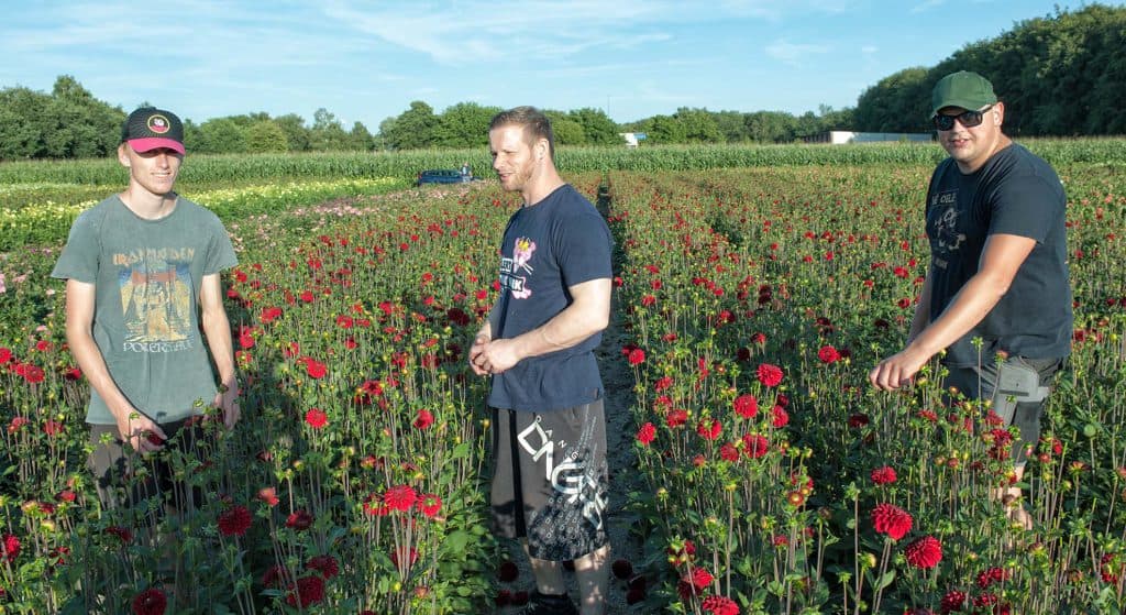 Alle zeilen bij gezet dalia’s plukken