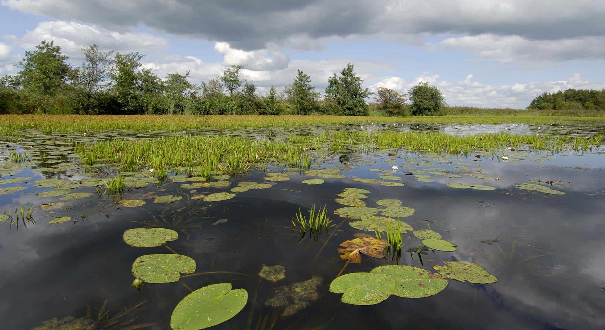 ©Philip-Friskorn-trekgat-waterlelies-krabbescheer