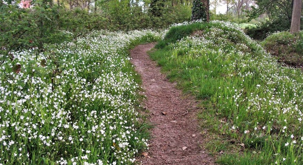 Natuurwandeling langs houtwallen en beekjes in en rond Steenwijkerwold