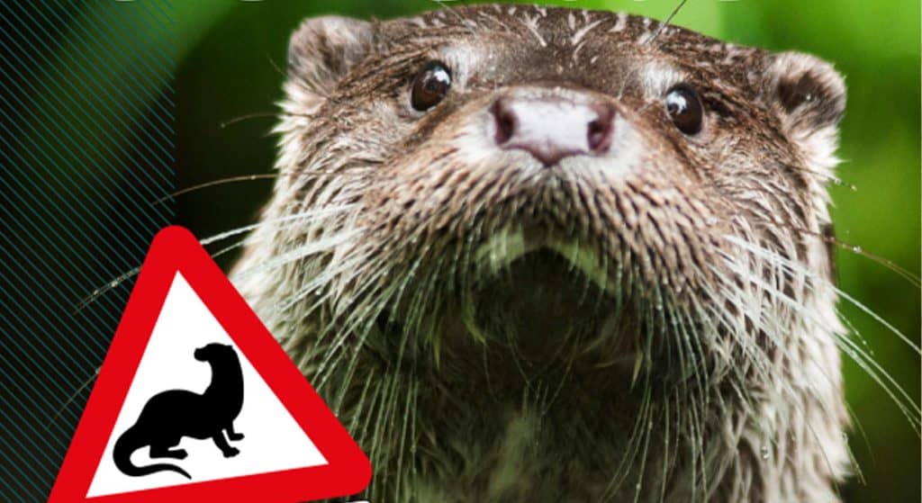 3 november ‘Avond van de Otter’ in theater De Meenthe