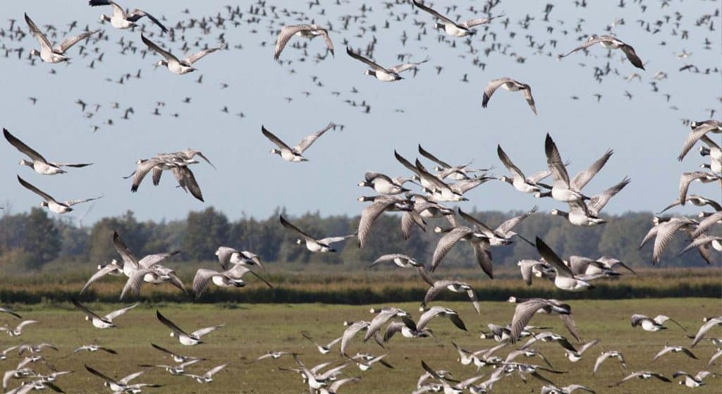 Per auto vogels spotten in Lauwersmeergebied