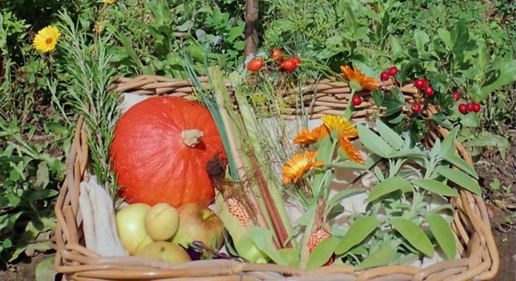 Cursus ‘Maak zelf je voedselbos’