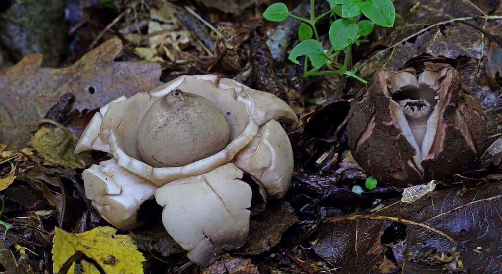 Paddenstoelenexcursie Holteringerveld