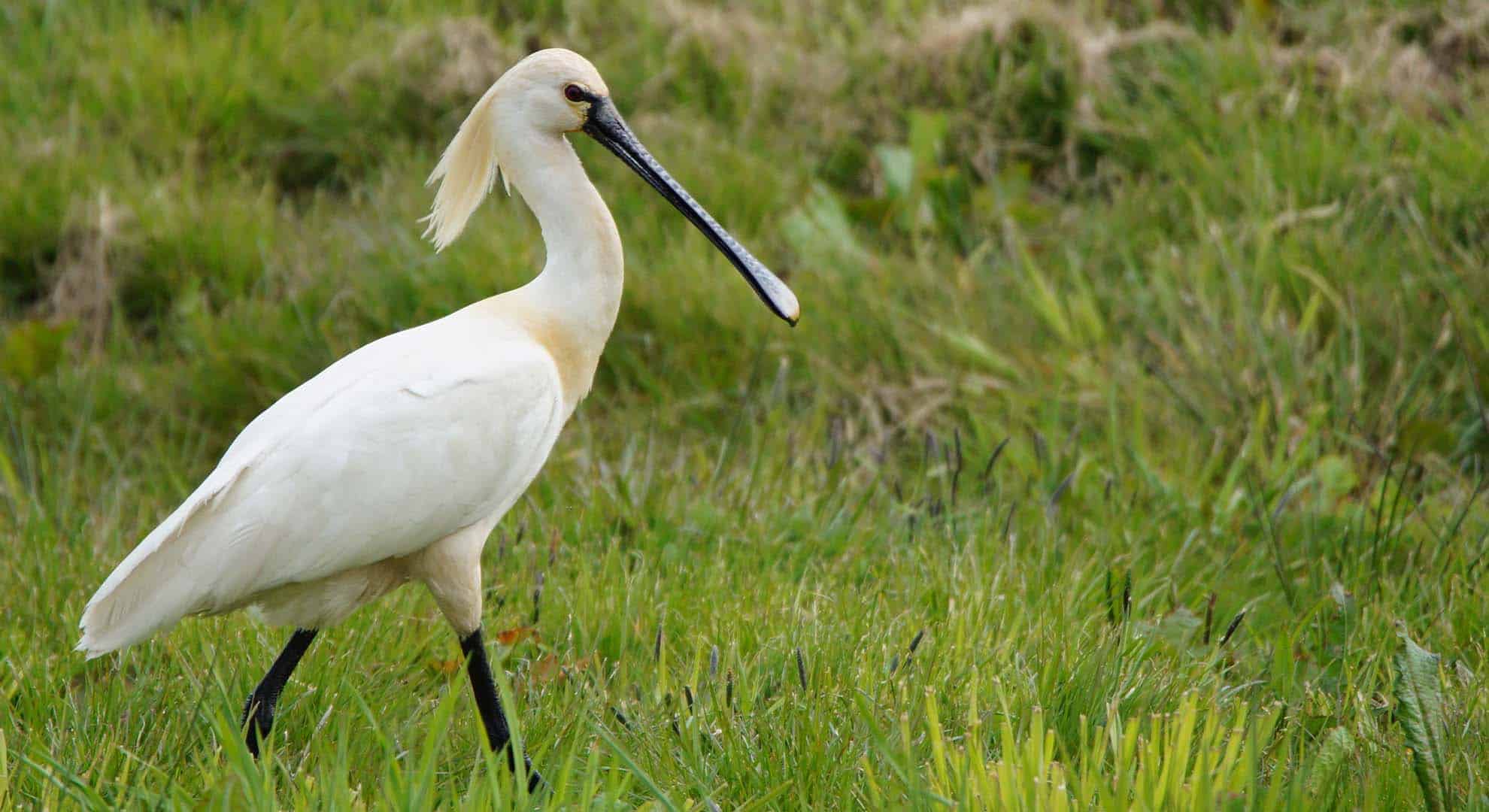 17 okt lezing natuur en water lepelaar fotograaf Albert Steenbergen
