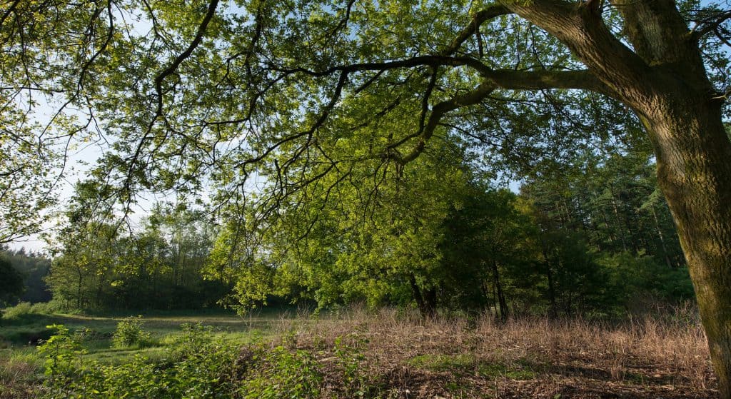 Dierbare plek in Twente opengesteld voor publiek