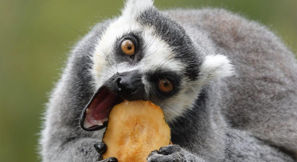 Pompoenen voor dieren in DierenPark Amersfoort