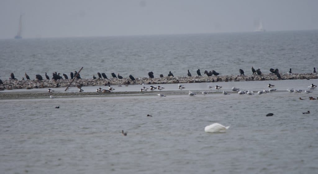 Ga mee op auto-excursie en ontdek verschillende soorten vogels