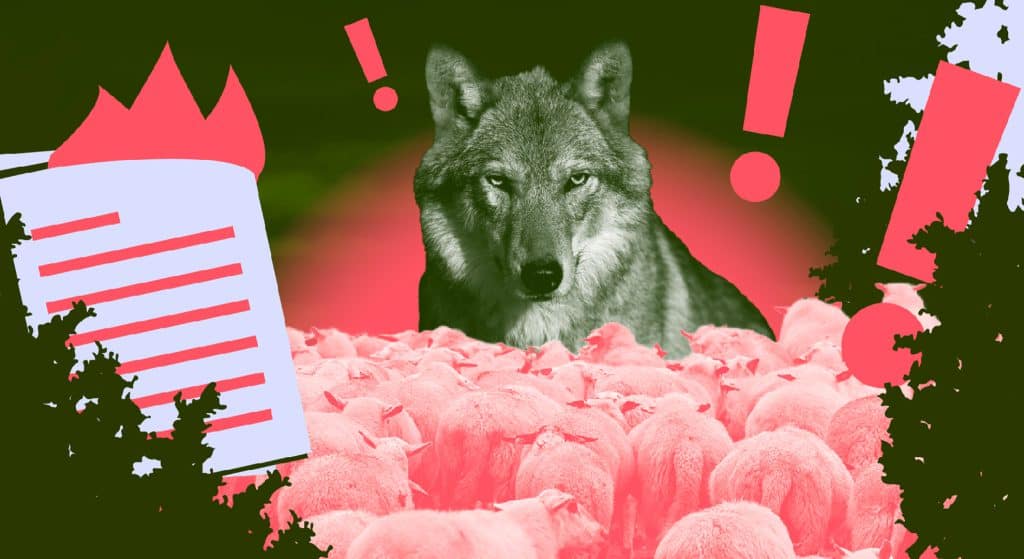 Drentse veeartsen: “Situatie rond wolf niet langer houdbaar”