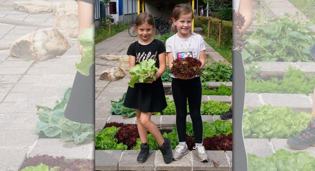 Gratis groentezaden voor basisscholen en BSO’s uit Overijssel