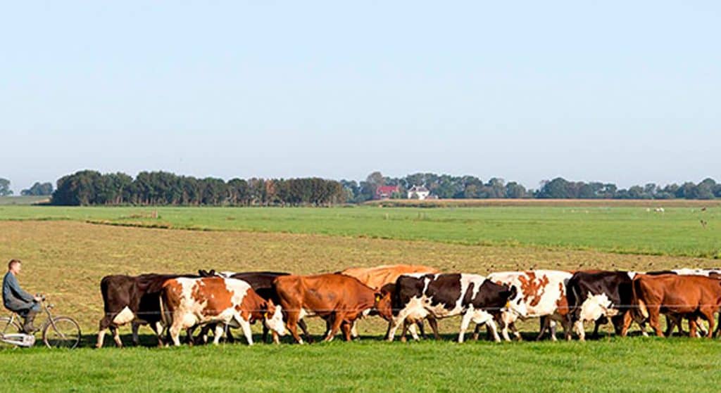 LTO Noord: Overijssel heeft nog voldoende juridische ruimte om PAS-melders te legaliseren