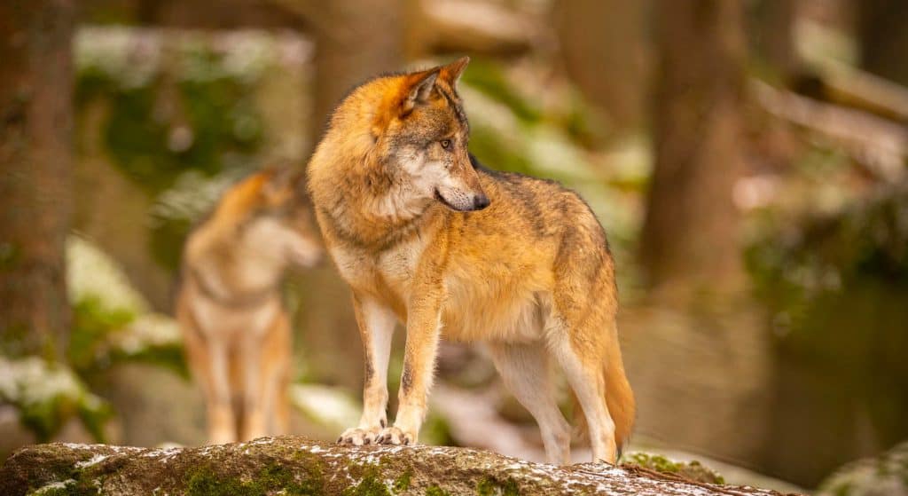 LTO Noord organiseert safari langs slachtoffers wolf