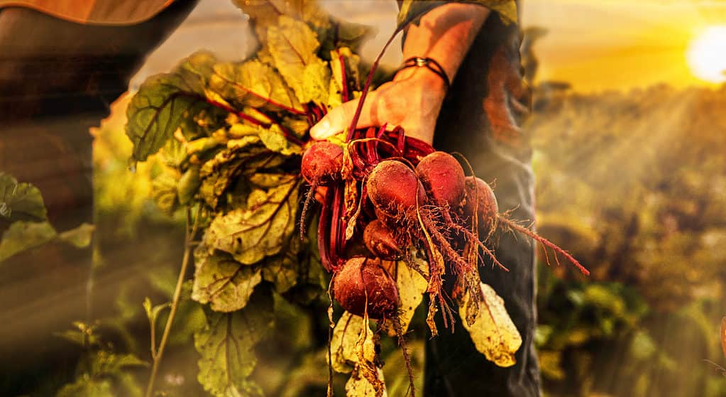 Nederlandse natuurfilm Onder het Maaiveld