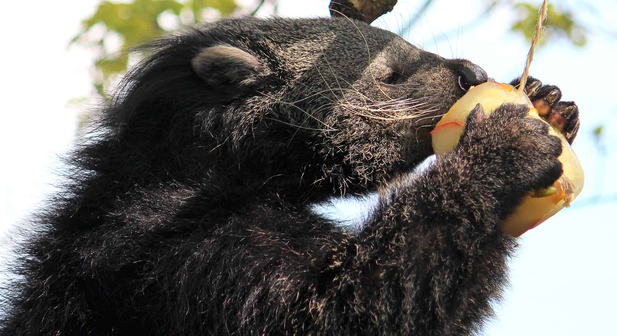 Taman Indonesia Binturong 30-4-12 286a