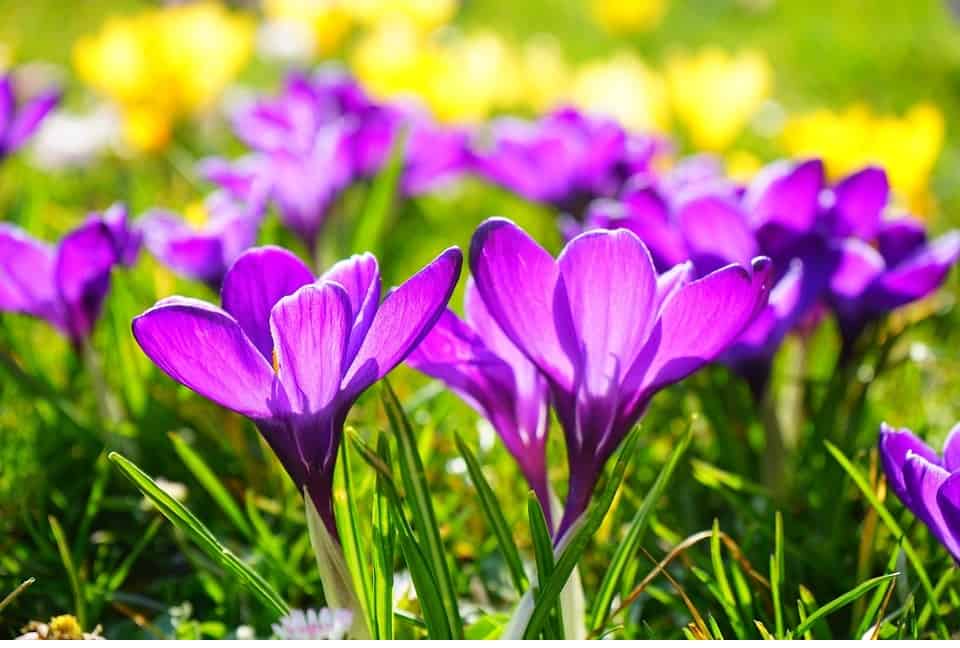 krokus