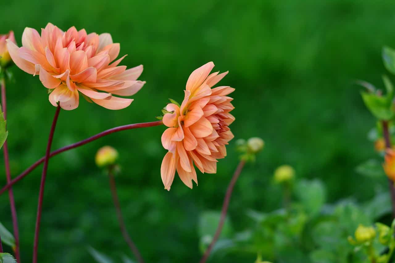 dahlia's