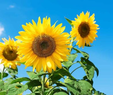 zonnebloemen