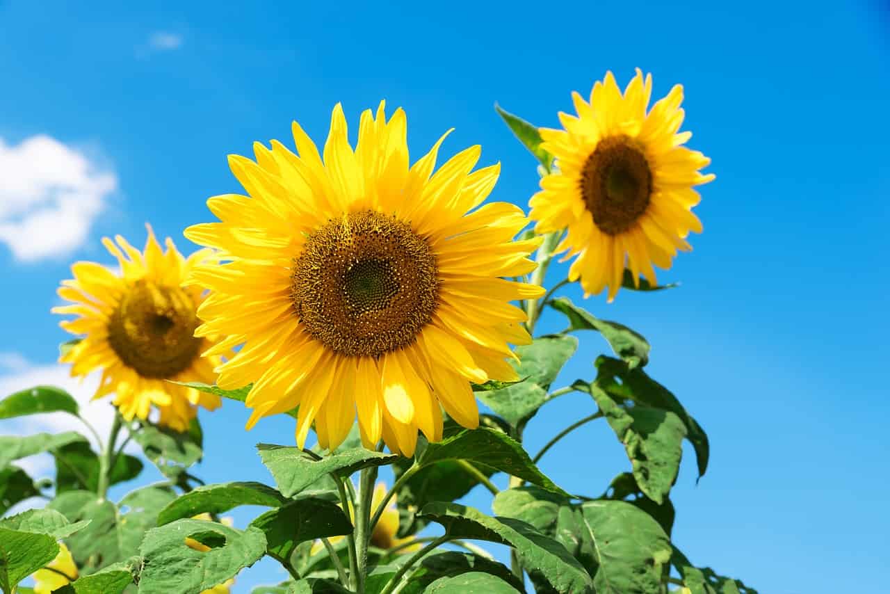 zonnebloemen