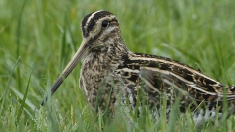 Vogelaars gezocht!