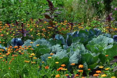 moestuin