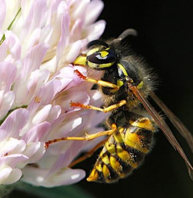Gewone wesp op bloem - foto aangeleverd