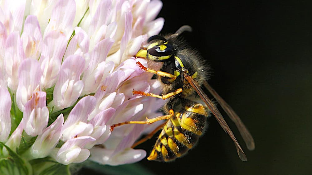 Gewone wesp op bloem - foto aangeleverd