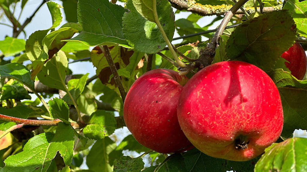 Fruitpersdagen bij Landschap Overijssel in Mander en Balkbrug