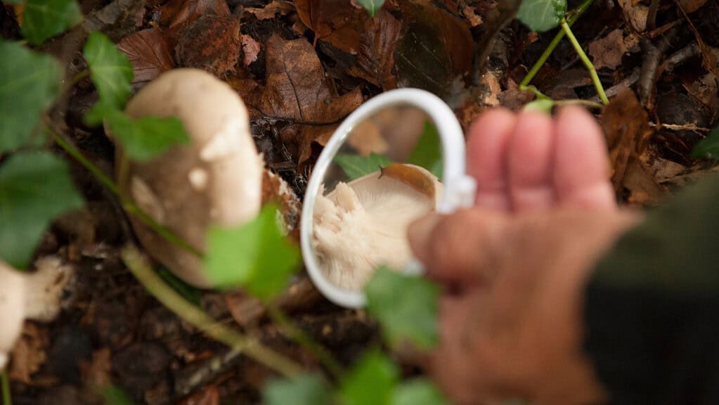 Excursie ‘Herfst en Paddenstoelen’ in het Reestdal