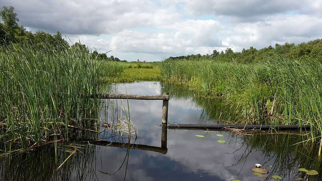 Herfstkleuren in De Weerribben
